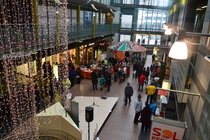 Lohjantähti. Kuva: Eero Tuhkanen